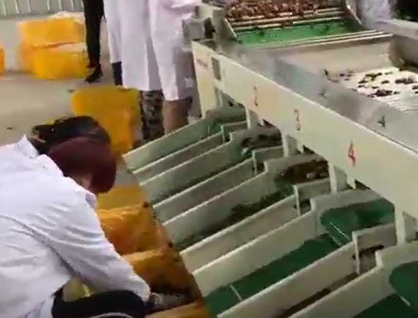 Машина Jujubes 220V углерода стальная сортируя сортируя производственную линию