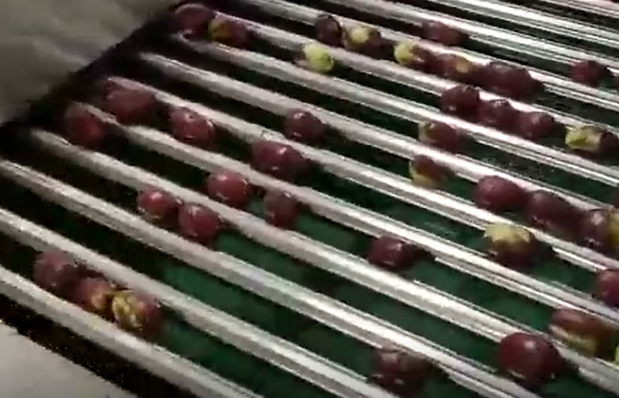 Машина Jujubes 220V углерода стальная сортируя сортируя производственную линию