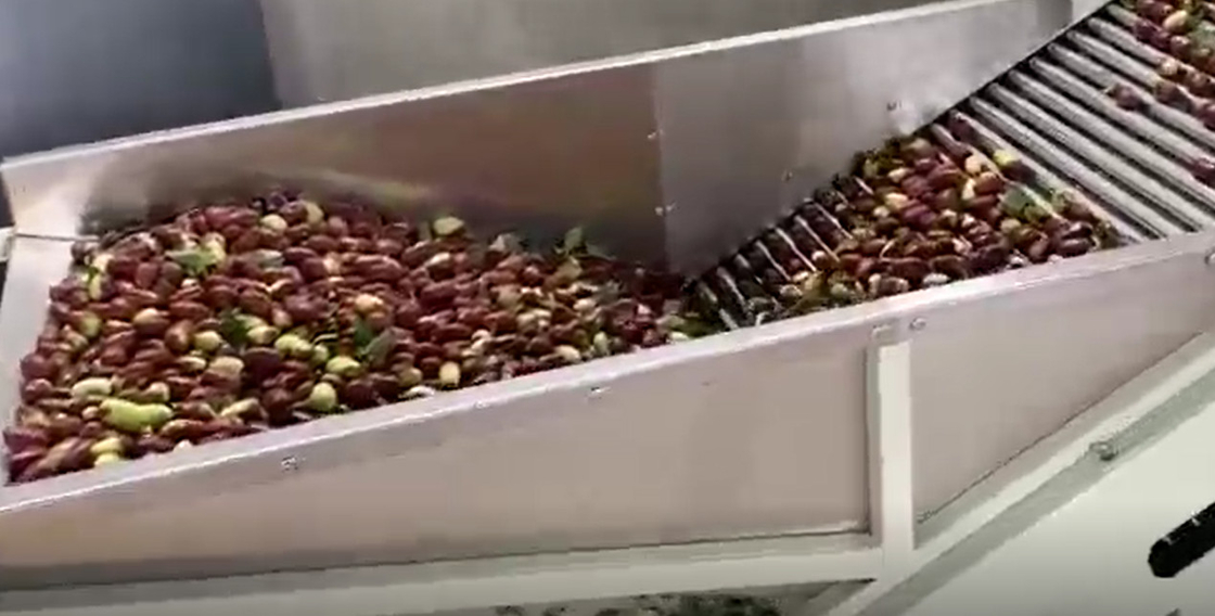 Машина Jujubes 220V углерода стальная сортируя сортируя производственную линию