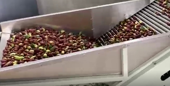 Машина Jujubes 220V углерода стальная сортируя сортируя производственную линию